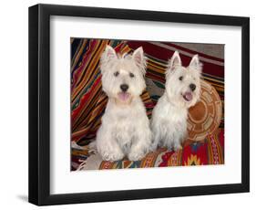 Two Westies sitting on Southwestern blankets.-Zandria Muench Beraldo-Framed Photographic Print