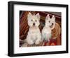 Two Westies sitting on Southwestern blankets.-Zandria Muench Beraldo-Framed Photographic Print