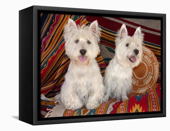 Two Westies sitting on Southwestern blankets.-Zandria Muench Beraldo-Framed Stretched Canvas