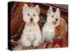 Two Westies sitting on Southwestern blankets.-Zandria Muench Beraldo-Stretched Canvas