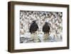 Two Wet Striated Caracara (Phalcoboenus Australis) in Front of a Colony of King Cormorants-Eleanor-Framed Photographic Print