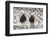 Two Wet Striated Caracara (Phalcoboenus Australis) in Front of a Colony of King Cormorants-Eleanor-Framed Photographic Print