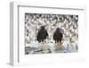 Two Wet Striated Caracara (Phalcoboenus Australis) in Front of a Colony of King Cormorants-Eleanor-Framed Photographic Print