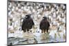 Two Wet Striated Caracara (Phalcoboenus Australis) in Front of a Colony of King Cormorants-Eleanor-Mounted Photographic Print