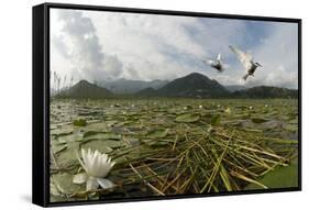 Two Whiskered Terns (Chlidonias Hybrida) in Flight Near Nest with Eggs, Lake Skadar Np, Montenegro-Radisics-Framed Stretched Canvas