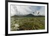 Two Whiskered Terns (Chlidonias Hybrida) in Flight Near Nest with Eggs, Lake Skadar Np, Montenegro-Radisics-Framed Photographic Print