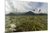 Two Whiskered Terns (Chlidonias Hybrida) in Flight Near Nest with Eggs, Lake Skadar Np, Montenegro-Radisics-Mounted Photographic Print