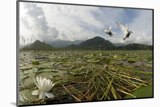 Two Whiskered Terns (Chlidonias Hybrida) in Flight Near Nest with Eggs, Lake Skadar Np, Montenegro-Radisics-Mounted Photographic Print