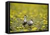 Two Whiskered Terns (Chlidonias Hybridus) on Water with Flowering Water Lilies, Hortobagy, Hungary-Radisics-Framed Stretched Canvas