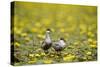 Two Whiskered Terns (Chlidonias Hybridus) on Water with Flowering Water Lilies, Hortobagy, Hungary-Radisics-Stretched Canvas