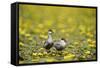 Two Whiskered Terns (Chlidonias Hybridus) on Water with Flowering Water Lilies, Hortobagy, Hungary-Radisics-Framed Stretched Canvas