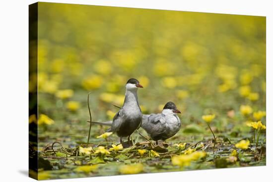 Two Whiskered Terns (Chlidonias Hybridus) on Water with Flowering Water Lilies, Hortobagy, Hungary-Radisics-Stretched Canvas