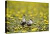 Two Whiskered Terns (Chlidonias Hybridus) on Water with Flowering Water Lilies, Hortobagy, Hungary-Radisics-Stretched Canvas