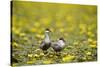 Two Whiskered Terns (Chlidonias Hybridus) on Water with Flowering Water Lilies, Hortobagy, Hungary-Radisics-Stretched Canvas