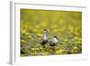 Two Whiskered Terns (Chlidonias Hybridus) on Water with Flowering Water Lilies, Hortobagy, Hungary-Radisics-Framed Photographic Print