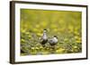 Two Whiskered Terns (Chlidonias Hybridus) on Water with Flowering Water Lilies, Hortobagy, Hungary-Radisics-Framed Photographic Print