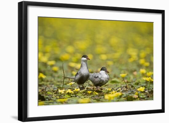 Two Whiskered Terns (Chlidonias Hybridus) on Water with Flowering Water Lilies, Hortobagy, Hungary-Radisics-Framed Photographic Print