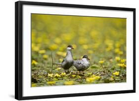 Two Whiskered Terns (Chlidonias Hybridus) on Water with Flowering Water Lilies, Hortobagy, Hungary-Radisics-Framed Photographic Print