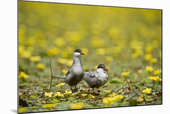 Two Whiskered Terns (Chlidonias Hybridus) on Water with Flowering Water Lilies, Hortobagy, Hungary-Radisics-Mounted Photographic Print