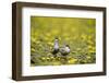 Two Whiskered Terns (Chlidonias Hybridus) on Water with Flowering Water Lilies, Hortobagy, Hungary-Radisics-Framed Photographic Print