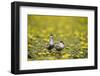 Two Whiskered Terns (Chlidonias Hybridus) on Water with Flowering Water Lilies, Hortobagy, Hungary-Radisics-Framed Photographic Print