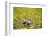 Two Whiskered Terns (Chlidonias Hybridus) on Water with Flowering Water Lilies, Hortobagy, Hungary-Radisics-Framed Photographic Print