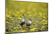Two Whiskered Terns (Chlidonias Hybridus) on Water with Flowering Water Lilies, Hortobagy, Hungary-Radisics-Mounted Photographic Print