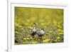 Two Whiskered Terns (Chlidonias Hybridus) on Water with Flowering Water Lilies, Hortobagy, Hungary-Radisics-Framed Photographic Print