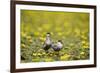 Two Whiskered Terns (Chlidonias Hybridus) on Water with Flowering Water Lilies, Hortobagy, Hungary-Radisics-Framed Photographic Print