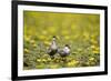 Two Whiskered Terns (Chlidonias Hybridus) on Water with Flowering Water Lilies, Hortobagy, Hungary-Radisics-Framed Photographic Print