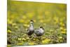 Two Whiskered Terns (Chlidonias Hybridus) on Water with Flowering Water Lilies, Hortobagy, Hungary-Radisics-Mounted Photographic Print