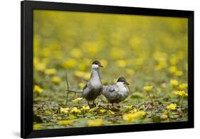 Two Whiskered Terns (Chlidonias Hybridus) on Water with Flowering Water Lilies, Hortobagy, Hungary-Radisics-Framed Photographic Print