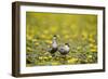 Two Whiskered Terns (Chlidonias Hybridus) on Water with Flowering Water Lilies, Hortobagy, Hungary-Radisics-Framed Photographic Print
