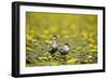 Two Whiskered Terns (Chlidonias Hybridus) on Water with Flowering Water Lilies, Hortobagy, Hungary-Radisics-Framed Photographic Print