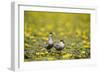 Two Whiskered Terns (Chlidonias Hybridus) on Water with Flowering Water Lilies, Hortobagy, Hungary-Radisics-Framed Photographic Print