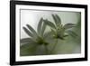 Two White Blossoms in the Spring-Falk Hermann-Framed Photographic Print