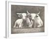 Two White Bulls-Gwendolyn Babbitt-Framed Art Print