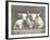 Two White Bulls-Gwendolyn Babbitt-Framed Art Print