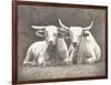 Two White Bulls-Gwendolyn Babbitt-Framed Art Print