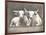 Two White Bulls-Gwendolyn Babbitt-Framed Art Print