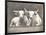 Two White Bulls-Gwendolyn Babbitt-Framed Art Print