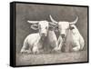 Two White Bulls-Gwendolyn Babbitt-Framed Stretched Canvas