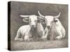 Two White Bulls-Gwendolyn Babbitt-Stretched Canvas