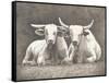 Two White Bulls-Gwendolyn Babbitt-Framed Stretched Canvas