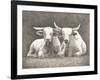 Two White Bulls-Gwendolyn Babbitt-Framed Art Print