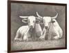 Two White Bulls-Gwendolyn Babbitt-Framed Premium Giclee Print
