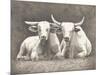 Two White Bulls-Gwendolyn Babbitt-Mounted Premium Giclee Print