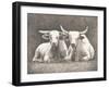 Two White Bulls-Gwendolyn Babbitt-Framed Art Print