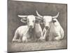 Two White Bulls-Gwendolyn Babbitt-Mounted Art Print