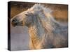 Two White Camargue Horses Running in Marsh, Provence, France-Jim Zuckerman-Stretched Canvas